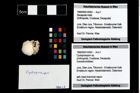 Foto (Objekt + Etikett) von Cycloprosopon sp.  (NHMW-GEO-1990-0041-4363)